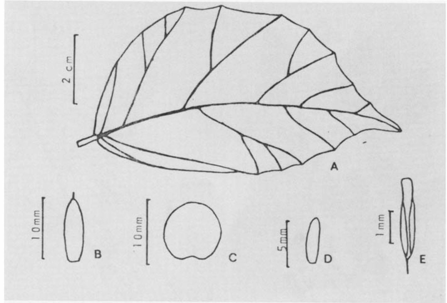 B. peruibensis